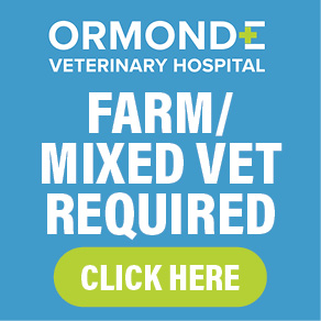 ormond august 2025