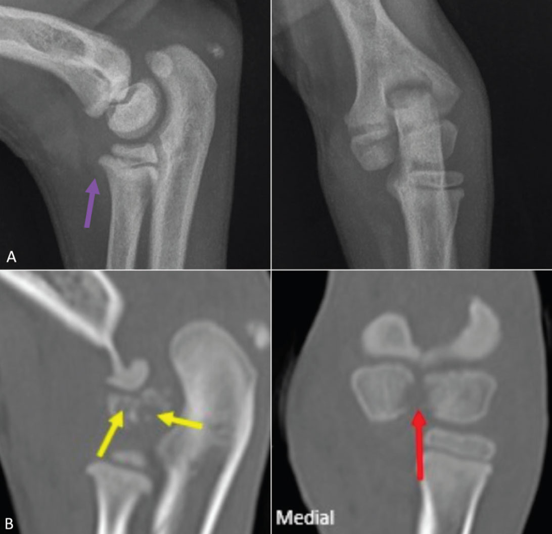 Spontaneous septic arthritis in juvenile dogs