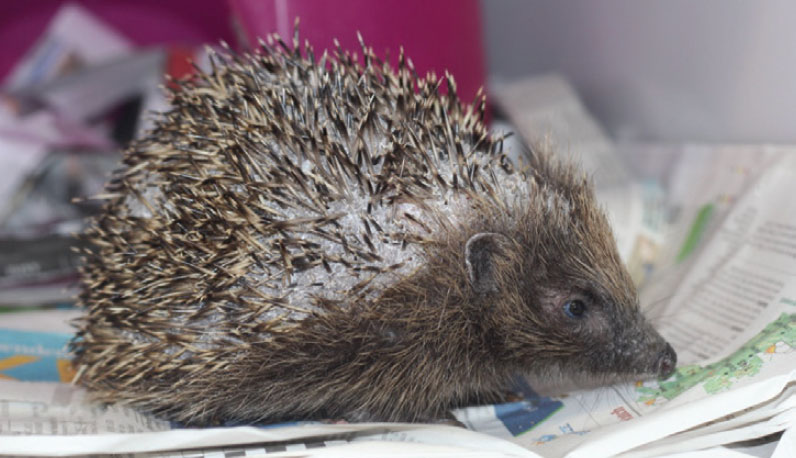 can you get sick from touching a hedgehog