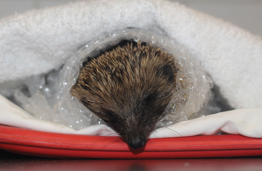 Hedgehog sales wound care