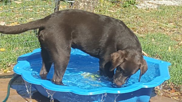 Vet Reveals the Dangers of Putting Ice Cubes in Your Dog's Water Bowl